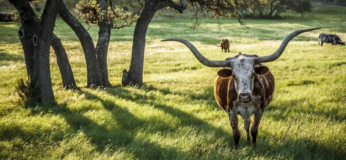 Dripping Springs HOA Management