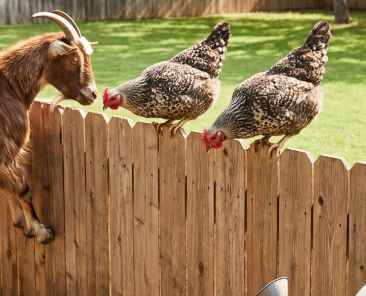 Non Domestic Animals Have No Home in a HOA